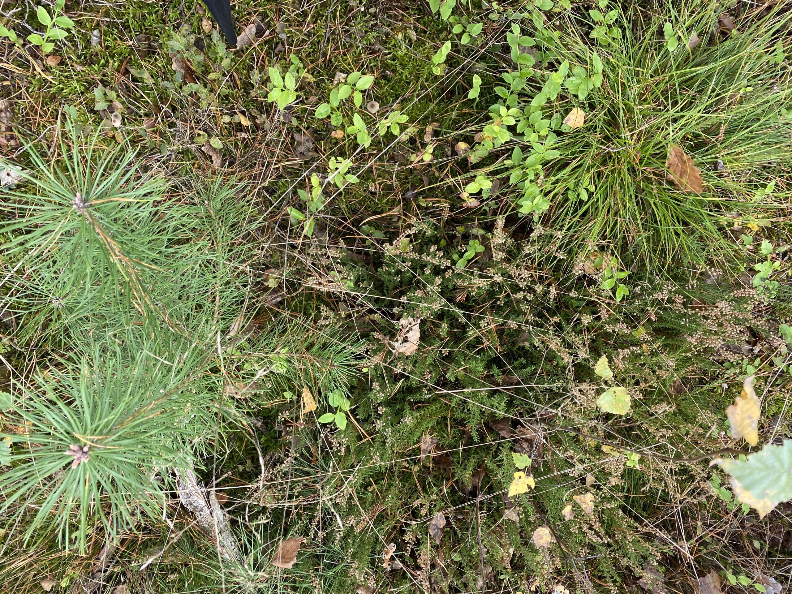 pilzesammeln pilzesammeln